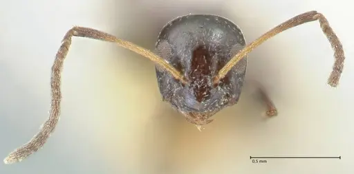 Lepisiota capensis - FOCOL2210