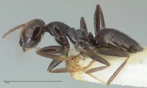 Lepisiota capensis - FOCOL2210