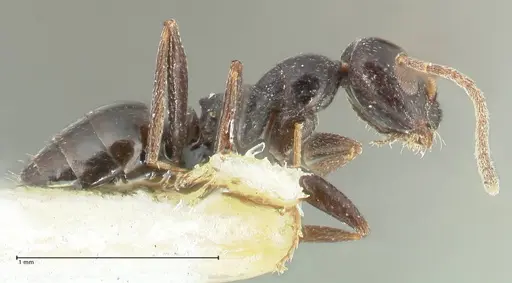 Lepisiota capensis - FOCOL2210