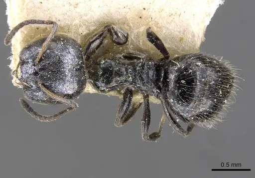 Lepisiota capitata specimen