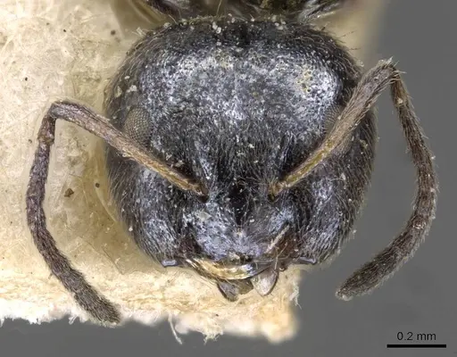 Lepisiota capitata specimen