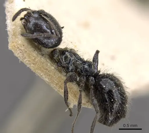 Lepisiota capitata specimen