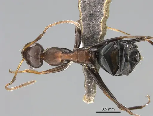 Lepisiota carbonaria specimen