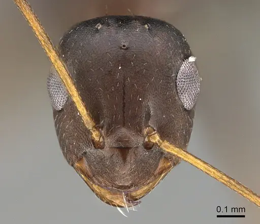 Lepisiota carbonaria specimen