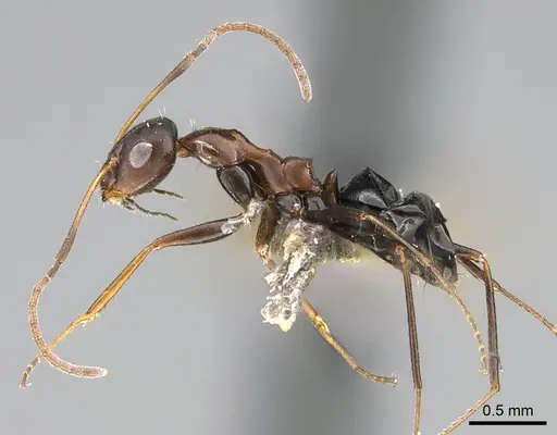 Lepisiota carbonaria specimen