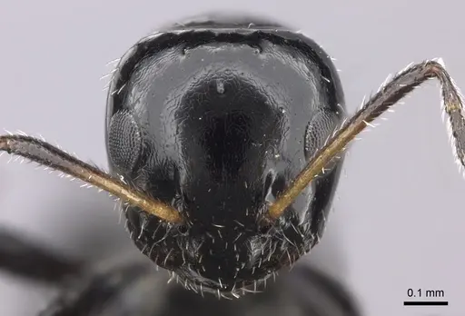 Lepisiota crinita specimen