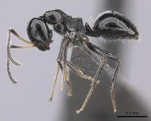 Lepisiota crinita specimen