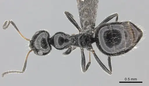 Lepisiota crinita - CASENT0235889