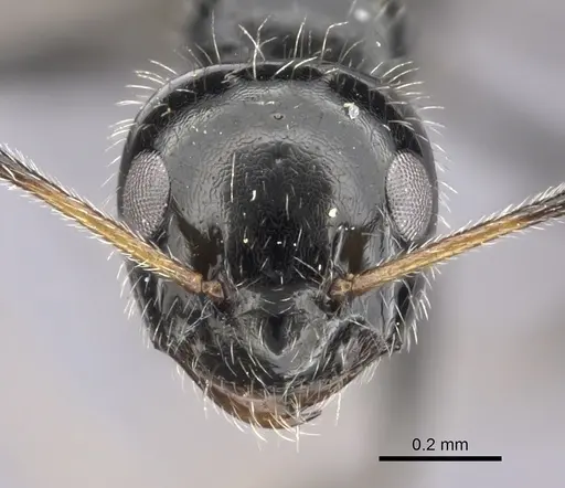 Lepisiota crinita - CASENT0235889