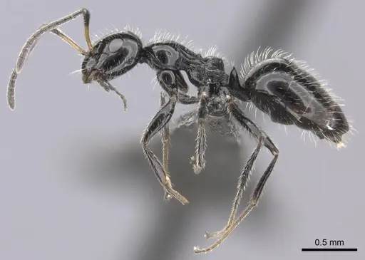 Lepisiota crinita - CASENT0235889