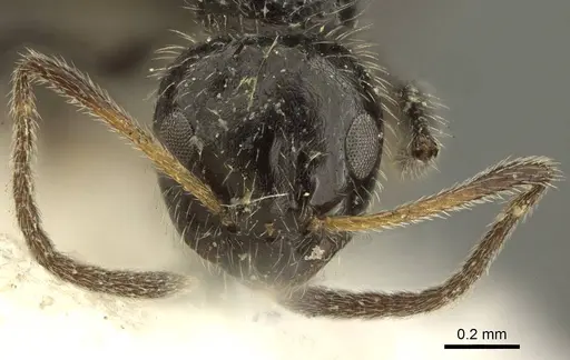 Lepisiota crinita - CASENT0915718