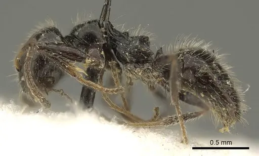 Lepisiota crinita - CASENT0915718