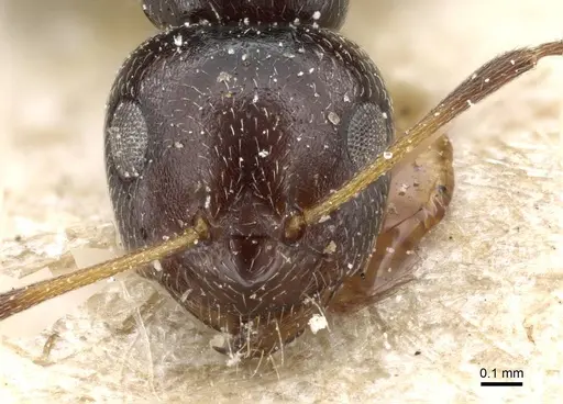 Lepisiota curta specimen