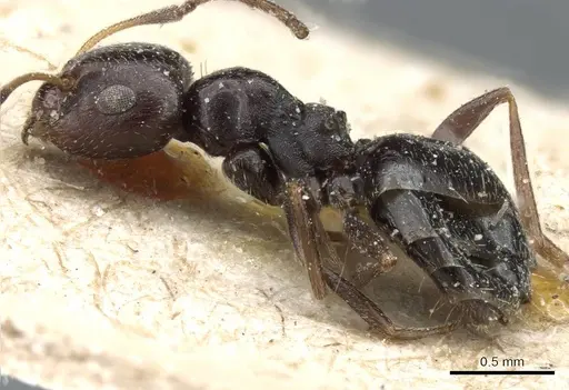 Lepisiota curta specimen