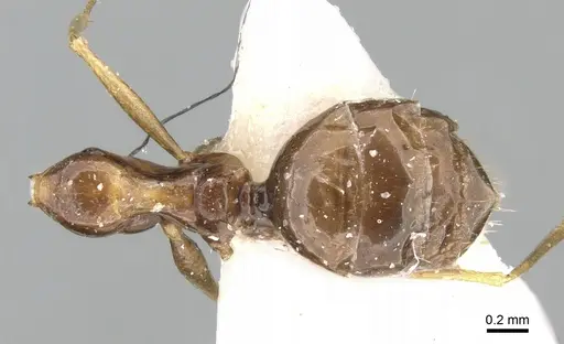 Lepisiota dammama specimen