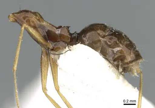 Lepisiota dammama specimen