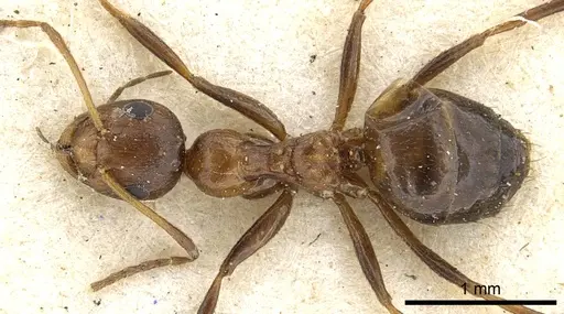 Lepisiota dendrophila specimen