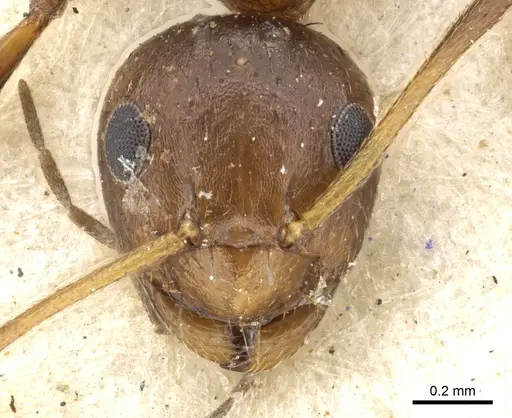 Lepisiota dendrophila specimen