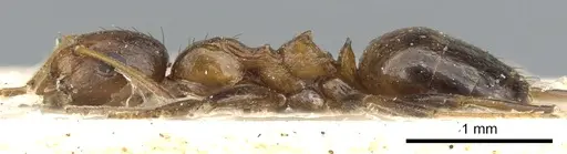 Lepisiota dendrophila specimen