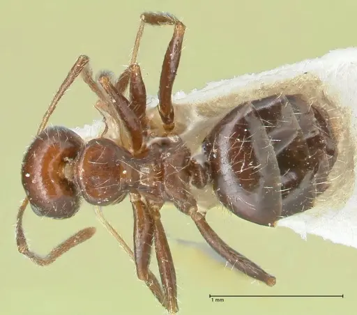 Lepisiota deplanata specimen