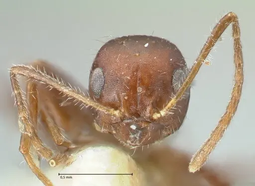 Lepisiota deplanata specimen