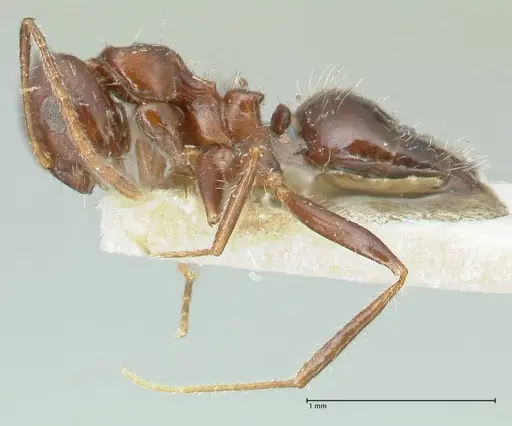 Lepisiota deplanata specimen