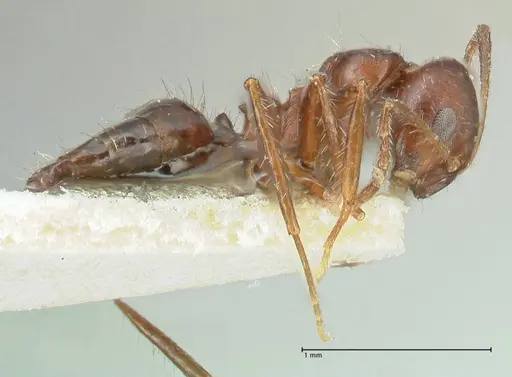 Lepisiota deplanata - FOCOL2206