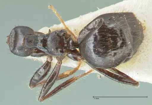 Lepisiota deplanata - FOCOL2207