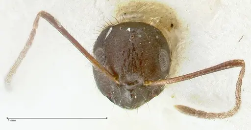 Lepisiota deplanata - FOCOL2207