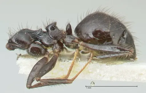 Lepisiota deplanata - FOCOL2207