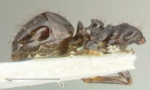 Lepisiota deplanata - FOCOL2207