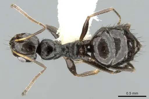 Lepisiota depressa specimen