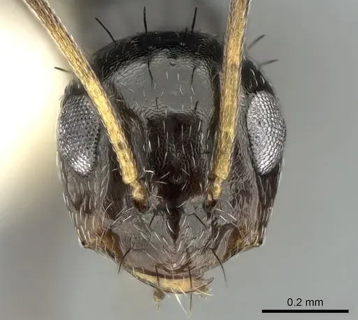 Lepisiota depressa specimen