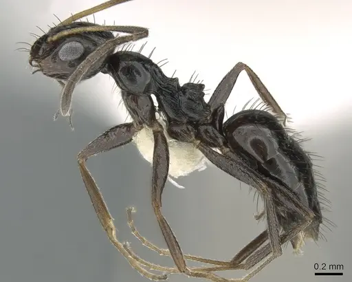 Lepisiota depressa specimen