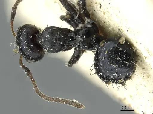 Lepisiota depressa - CASENT0912376