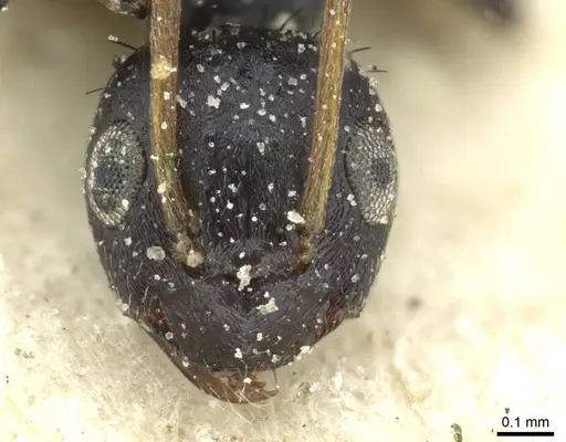 Lepisiota depressa - CASENT0912376