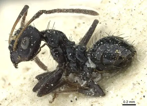 Lepisiota depressa - CASENT0912376