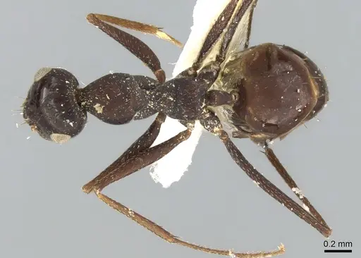 Lepisiota dhofara specimen