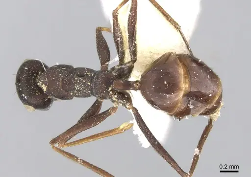 Lepisiota dhofara specimen