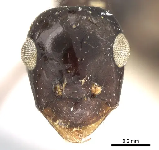 Lepisiota dhofara specimen