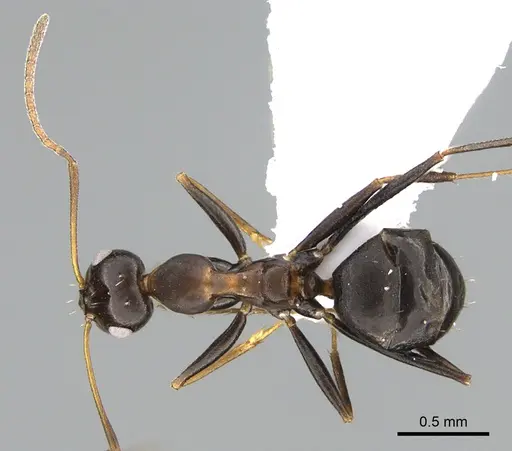 Lepisiota dolabellae specimen
