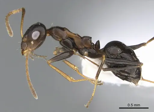 Lepisiota dolabellae specimen