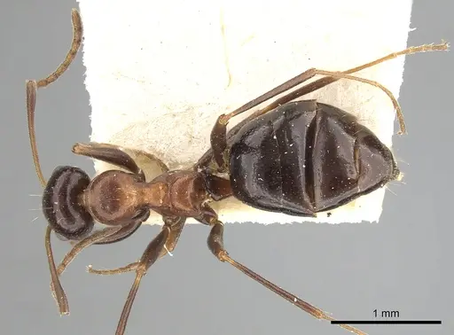 Lepisiota dolabellae - CASENT0249883