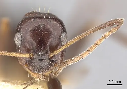 Lepisiota dolabellae - CASENT0249883