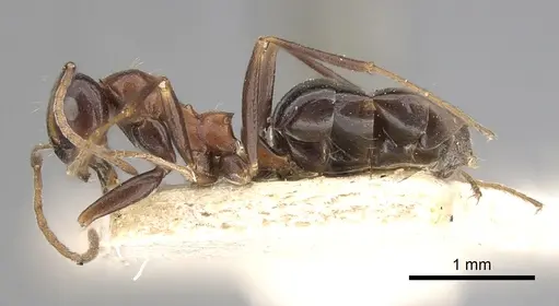 Lepisiota dolabellae - CASENT0249883