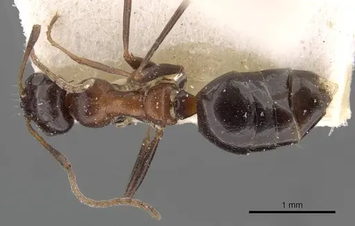 Lepisiota dolabellae - CASENT0909887