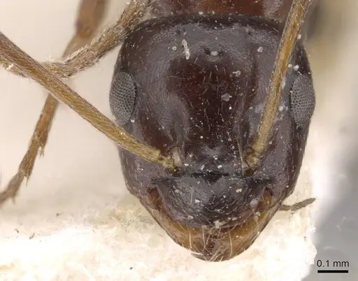 Lepisiota dolabellae - CASENT0909887