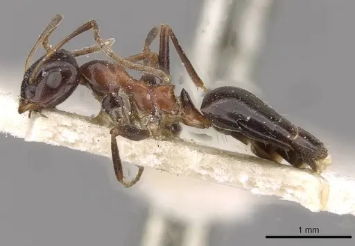 Lepisiota dolabellae - CASENT0909887