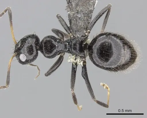 Lepisiota egregia specimen