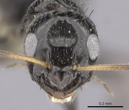 Lepisiota egregia specimen